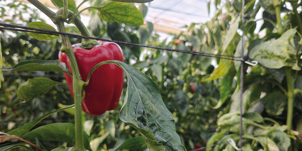 Bayer e Novamont sperimentano spaghi e clip in mater-bi